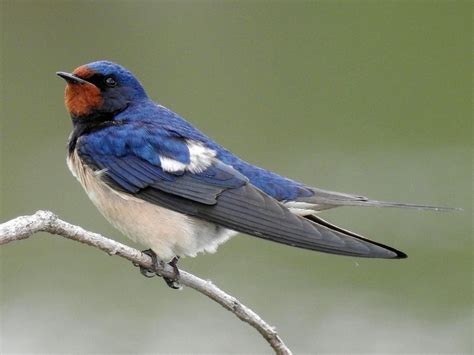 Swallow